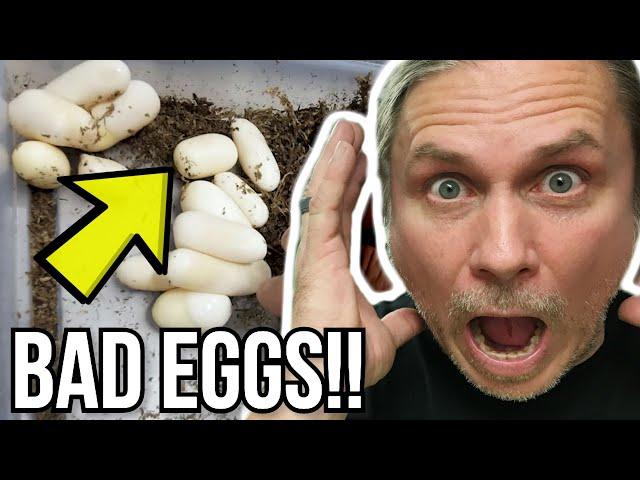 TERRIBLE SNAKE EGG CLUTCH!! ALL BAD EGGS!! | BRIAN BARCZYK
