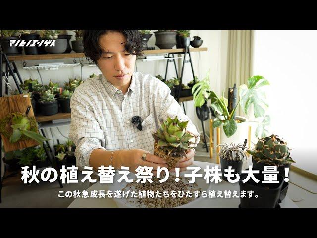 秋の植え替え祭り！！子株が大変なことになってます。｜アガベ｜Agave｜多肉植物｜植え替え｜