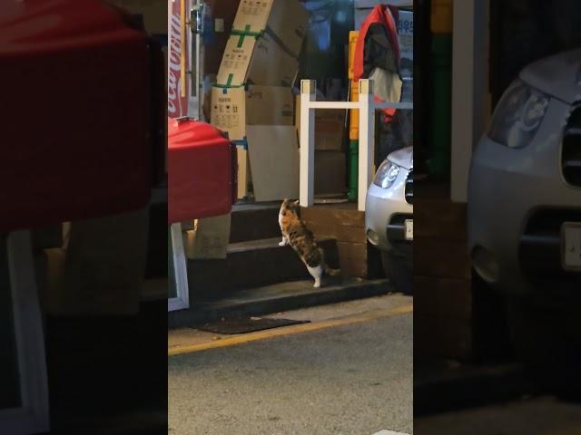 밥 기다리는 중 #고양이 #cat #귀여워 #길냥이 #사랑해 #알바 #알바생브이로그 #cute