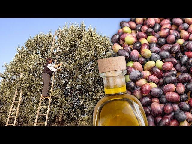 Artisanal oil. Harvesting of the olives and their elaboration in the mill in 1995 | Documentary film