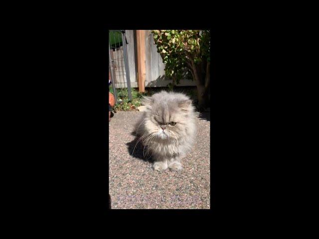 23 06 18 Persian Kitty Mariah at Large