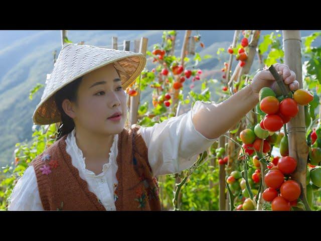 Dianxi Xiaoge harvests mountain vegetables, cooks traditional Yunnan fish cakes.