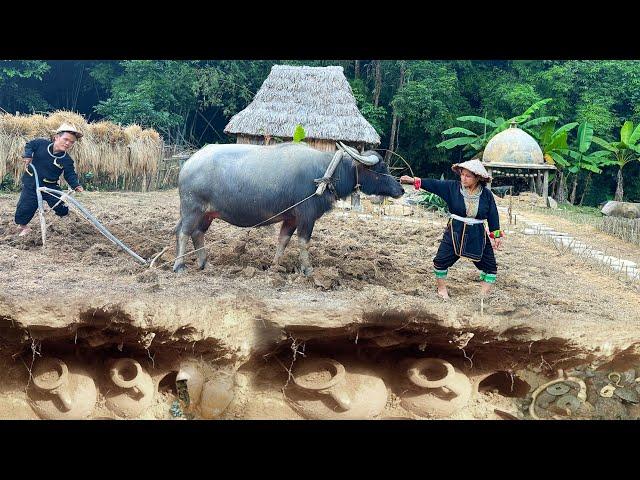 Dwarf family renovates vegetable garden with primitive plow - find many treasure buried underground