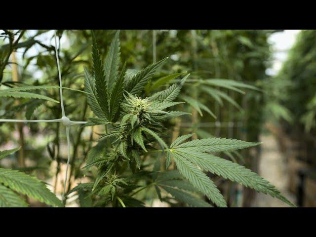 Univ.of San Diego & cannabis education company partner for certification class