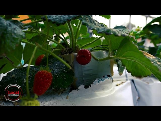 Growing strawberries all year | Local Focus