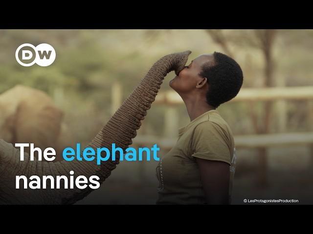 Rescuing orphaned baby elephants in Kenya | DW Documentary