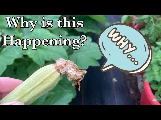 How do you treat blossom end rot on squash & zucchini?