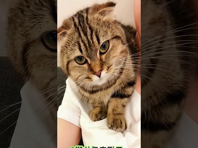 Incredible Feline Grooves!  #Cats #AdorablePets #MusicalKitties