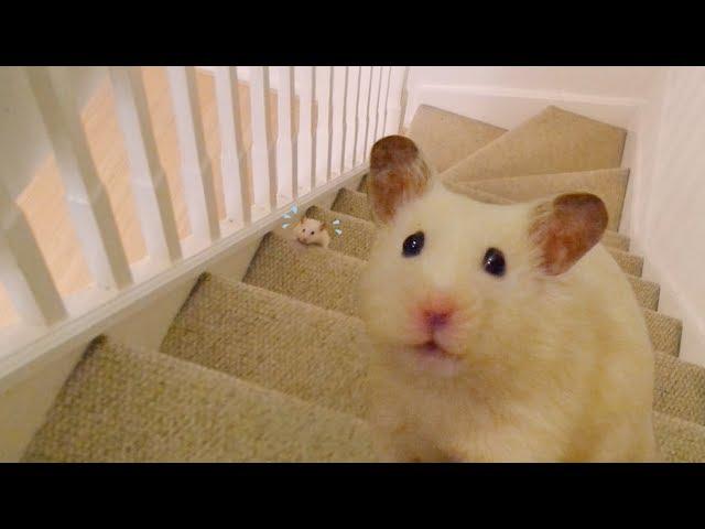  HAMSTER VS STAIRS 