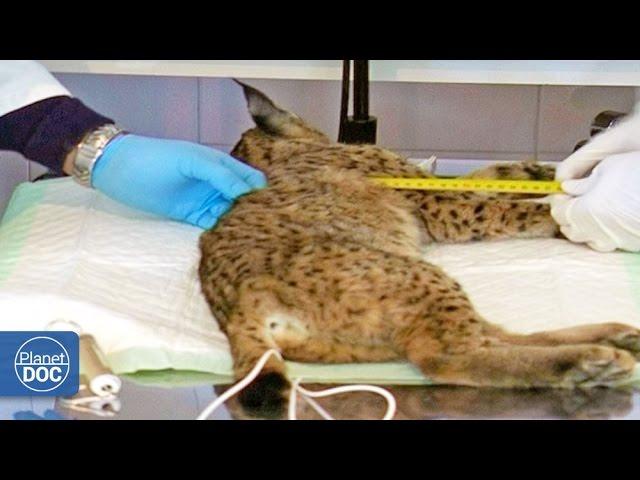 Iberian Lynx Documentary | Part 5