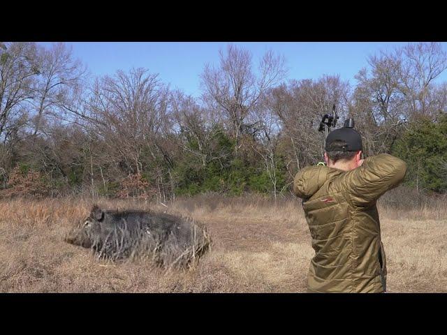 Bowhunting Wild Hogs in Texas | SLO-MO!!