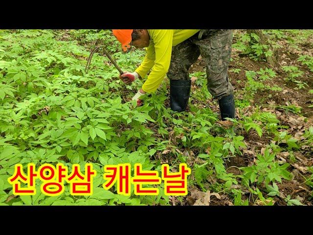 산양삼캐기. 산양삼농장 경영 노하우