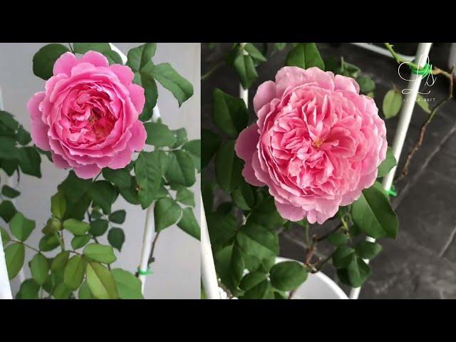 SOEUR EMMANUELLE ROSE IN MALAYSIA (2nd Flush 1st Year) | Little SQFT