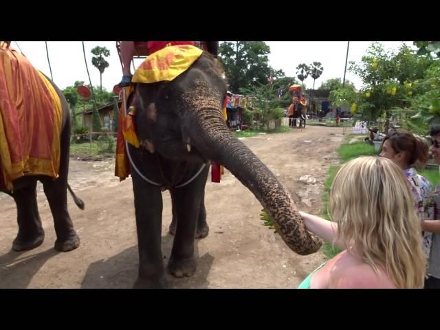 Feeding the elephants from a local fruit and veg donation