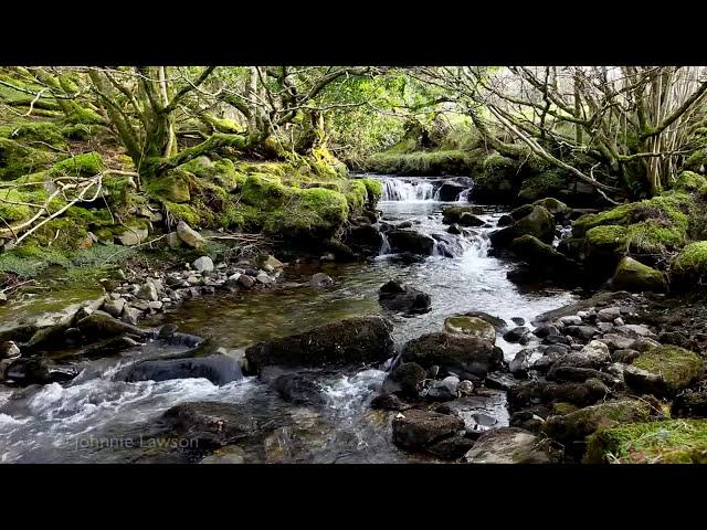 Forest River Nature Sounds-Mountain Stream Waterfall-8 Hr Relaxing Birds & Water Sounds for Sleeping