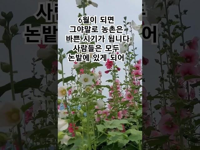 #접시꽃 #임영웅 #사랑해요그대를 #미스터트롯
