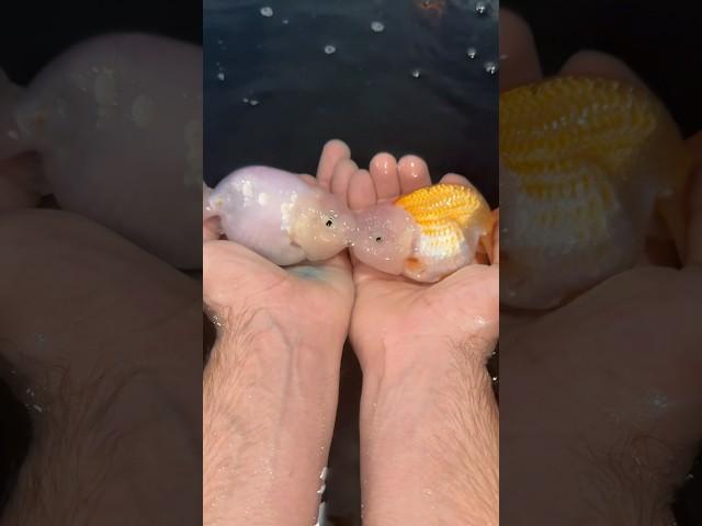 Chunky goldfish KISSING (winter care)