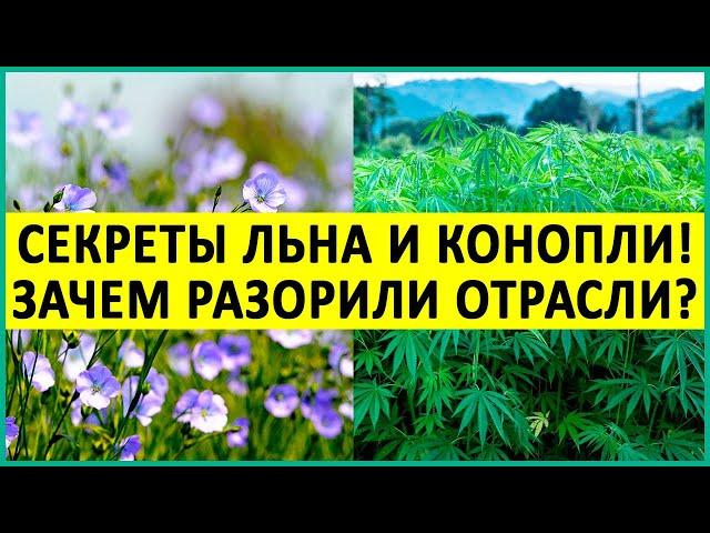 Лён и Конопля важнее золота и нефти! Шокирующая информация. Кто виноват и что делать?