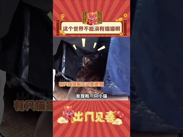 猫猫：来啊，一起避雨吧！#娱乐评论 #猫咪 #避雨 #shorts  #出门见喜