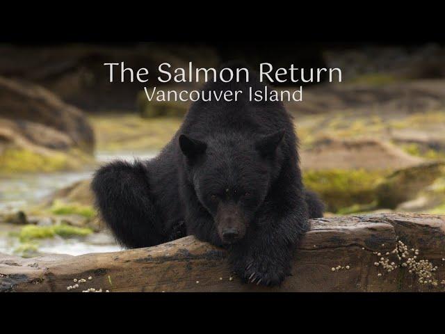 The salmon return on Vancouver Island, British Columbia