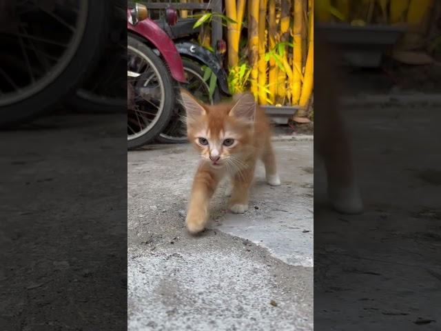 Cute Kitten #cat #meow #shorts