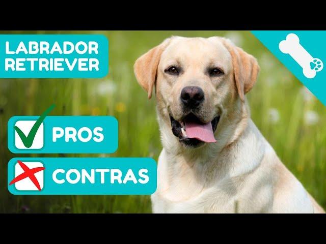   VENTAJAS y DESVENTAJAS de tener un LABRADOR RETRIEVER  PROS  CONTRAS Perros LABRADOR RETRIEVER