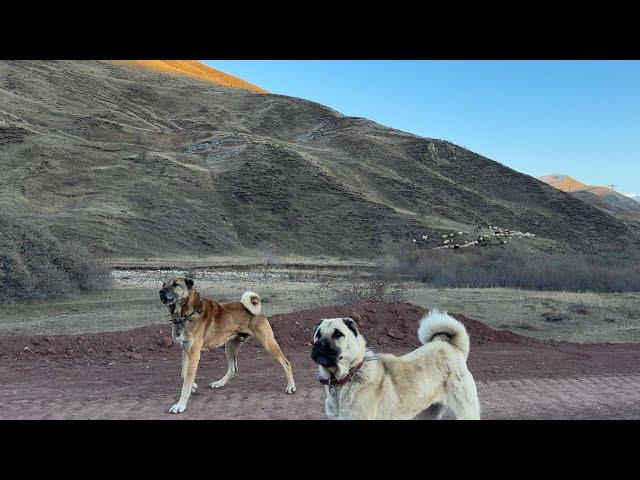 AZATI AÇACAM DEYİNCE KOPAN KIYAMET  KÖPEKLERİMİN ÇOĞU SERBEST VE ŞEROYLA KAVGA ÇIKABİLİRDİ