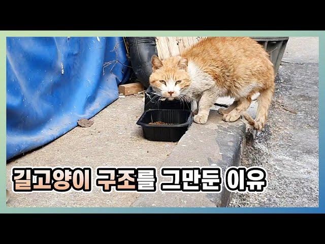 더 이상 길고양이를 구조하지 않는 이유