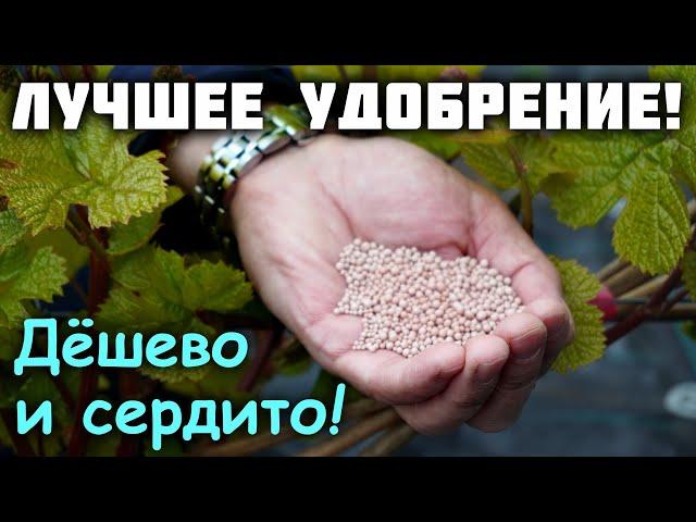 Чем подкормить виноград? - Дёшево и сердито!