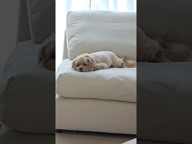 밥먹는데 빤히 쳐다보는 말티푸 심바#cutedog #doglover #말티푸