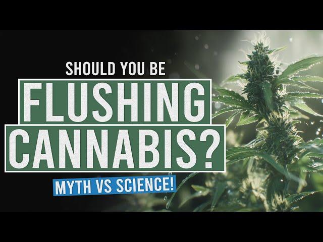 To Flush or Not to Flush? Myth vs Science!