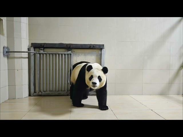 Fu Bao Saying Good Night #panda #fubao #푸바오 #福寶 #福宝 #viral #trending #fypシ