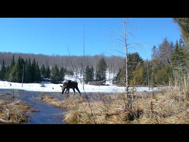 1 YEAR in 10 MINUTES - Wildlife cameras near Algonquin Provincial Park - Ontario, Canada