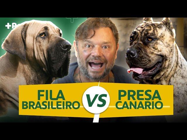 FILA BRASILEIRO VS PRESA CANÁRIO, QUAL O MELHOR CÃO DE GUARDA? | CANAL MAIS PET