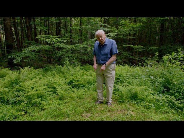 A glowing underground network of fungi - Attenborough's Life That Glows: Preview - BBC