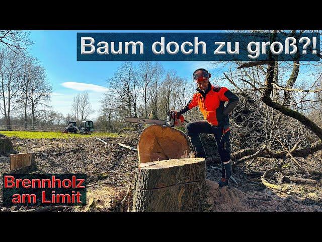 Baum doch zu groß? Es geht nicht immer nach Plan, letzter Baum der Saison - Brennholz am Limit