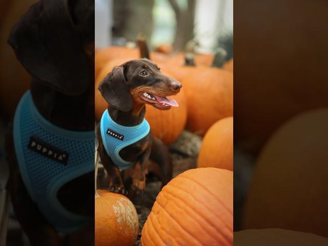 Pet photography w/ Minnie #doggie #puppy #pets #petphotography #dachshund #dog