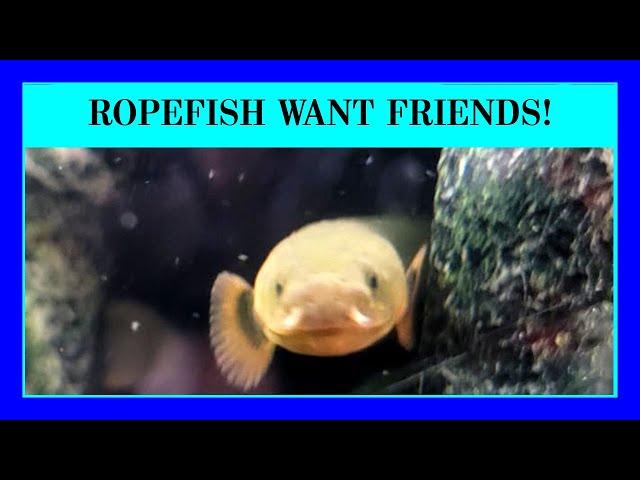 Episode 39 - What Are Good Tank-Mates for Ropefish?