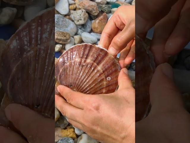 The Golden Pearl of the Arctic Sea Scallop