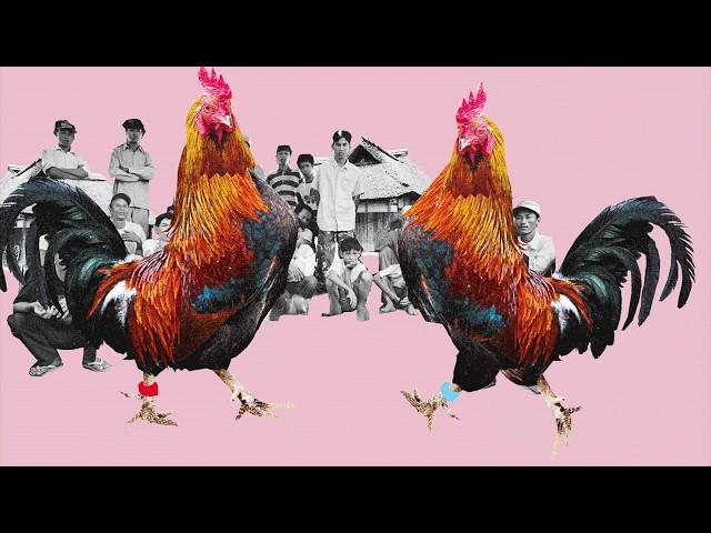 Chicken - The closest living relative to the dinosaur!