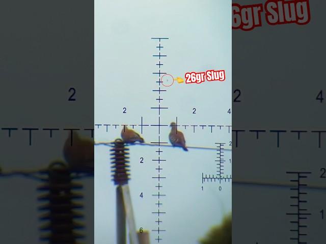 Crazy Holdover!! Long Range Precision Airgun Hunting