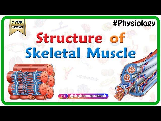 Structure of a skeletal muscle - Muscle Physiology Animations || USMLE videos