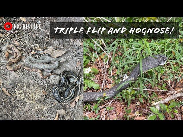 Epic Triple Flip! South Carolina Tin Flipping: Copperheads, Rattlesnakes and Eastern Hognose!
