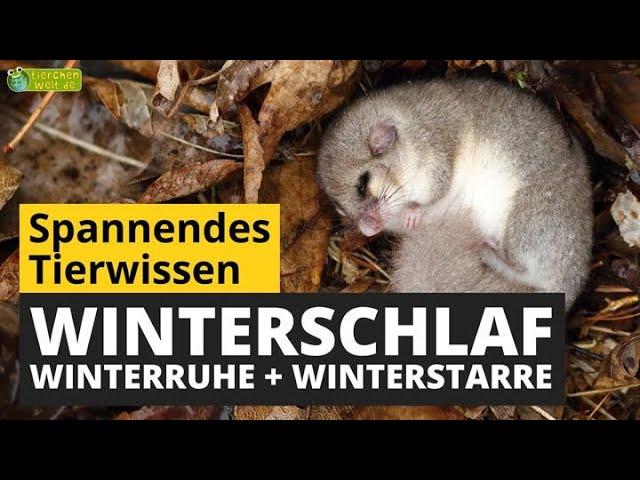 Winterschlaf, Winterruhe und Winterstarre  - Wo ist der Unterschied? - Tier-Doku für Kinder