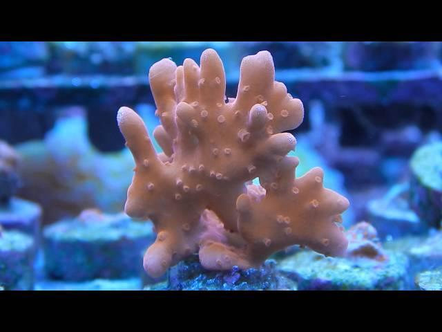 Frags for Sale