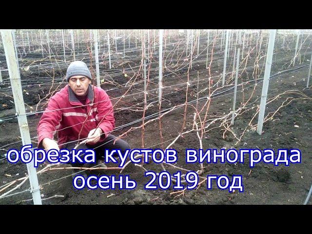 Обрезка кустов винограда, осень 2019 год