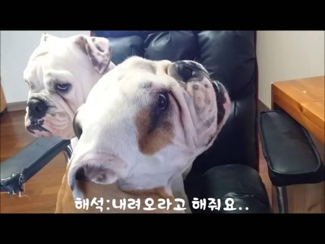 [do9love]English bulldog Carp kkusyong to talk, bulldog잉글리쉬불독 수다쟁이 꾸숑. 말하는 불독