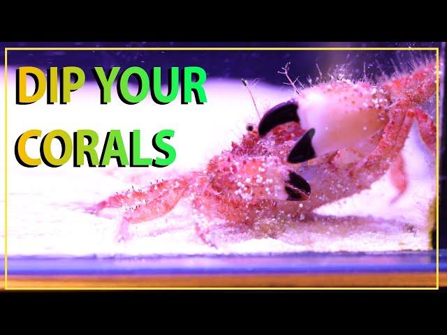 Why You Should Always Dip Your Corals // Using Two Little Fishes Revive