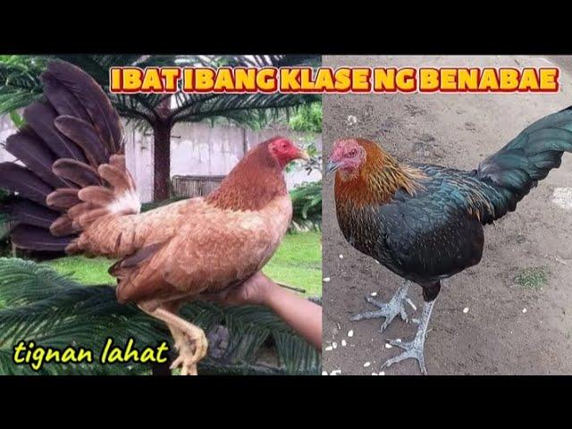 all about hennie | ibat ibang klase ng hennie