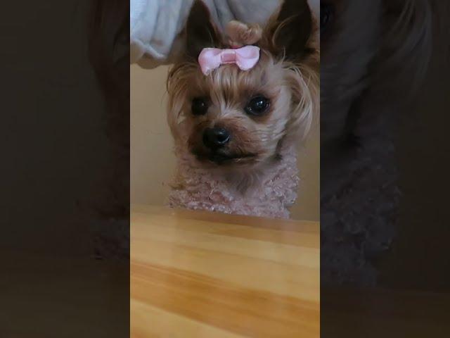 ご飯を待つらん/Yorkie waiting for food